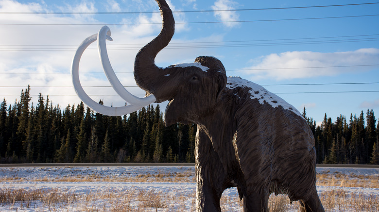 mammoth in the snow