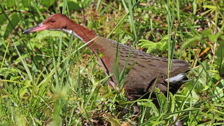 white-throated rail re-evolved bird