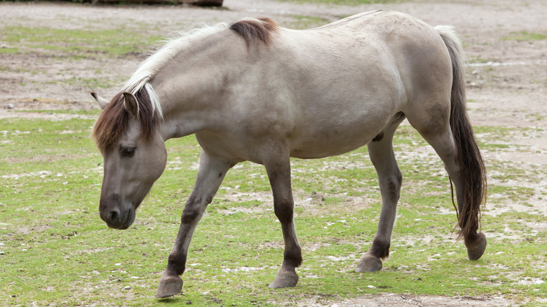 heck horse de-extinction project