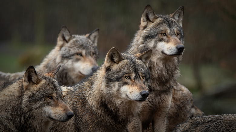 grey wolf pack