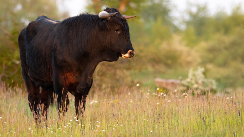 modern descendant heck cattle