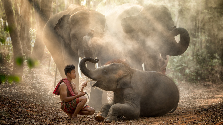 feeding elephant family in the forest