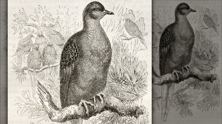 illustration of a passenger pigeon