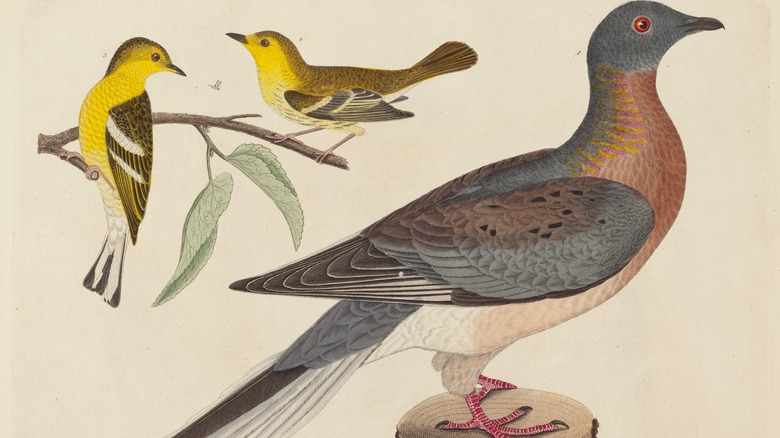 illustration of a passenger pigeon