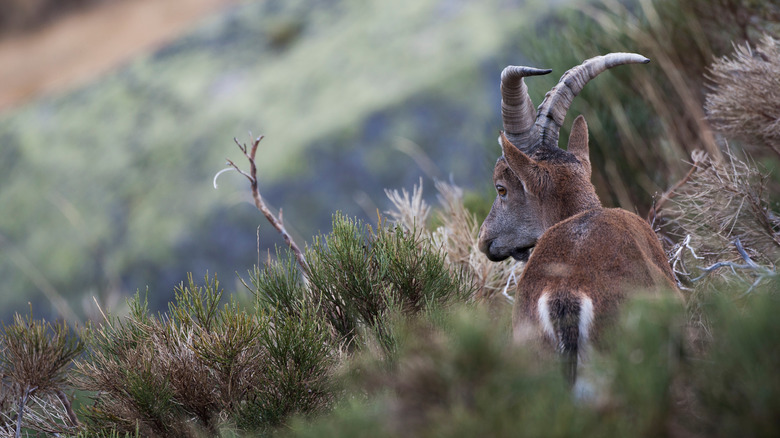 Pyrenean ibex in spain