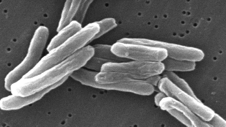 Mycobacterium tuberculosis