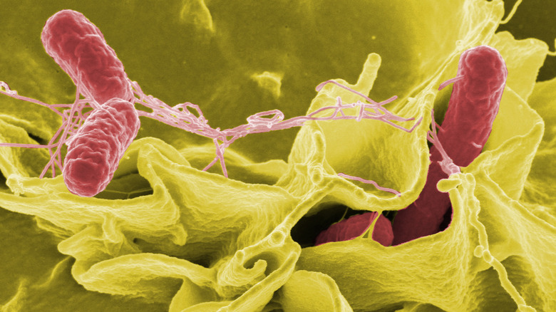 Salmonella enterica