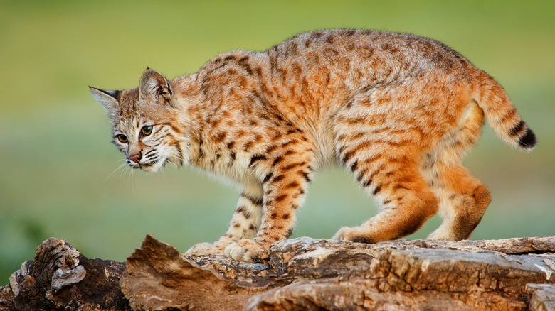 A bobcat