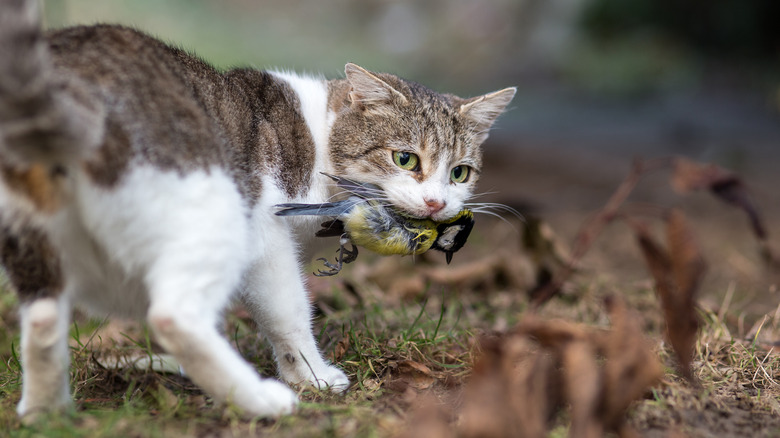 A cat with a bird