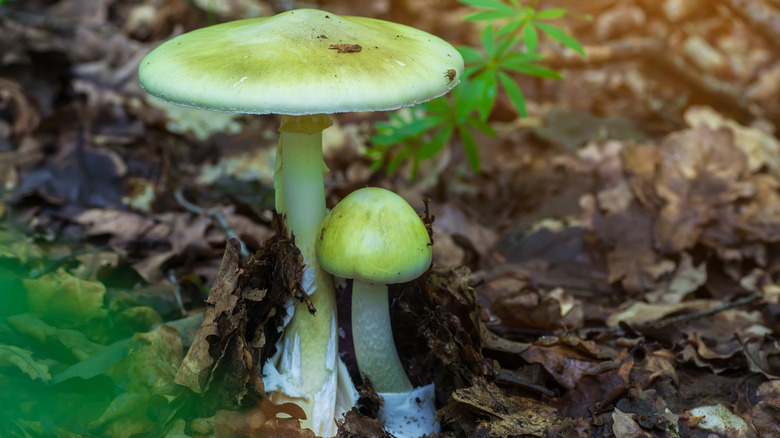 death cap mushroom