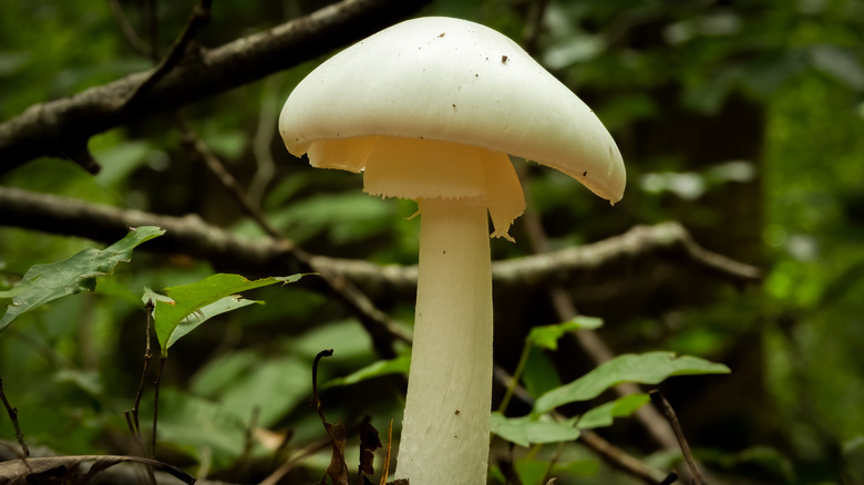 destroying angel mushroom