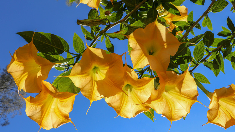 angel's trumpet flowers