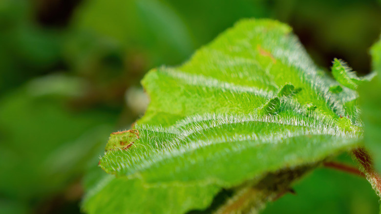 close up hairs on the gympie gympie