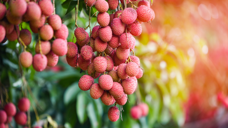 lychee fruit on the tree