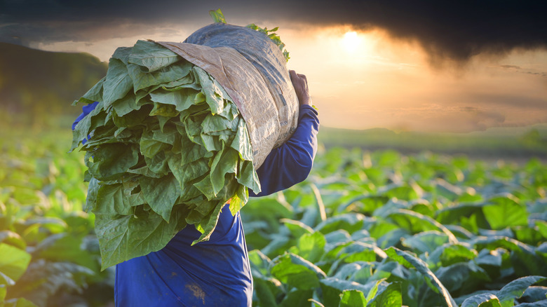 man collecting tobacco leaves