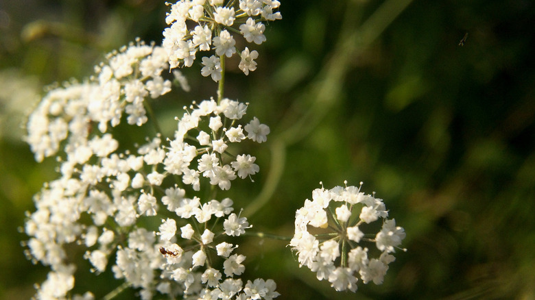 water hemlock flowers