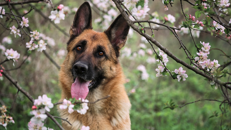 german shepherd cherry trees