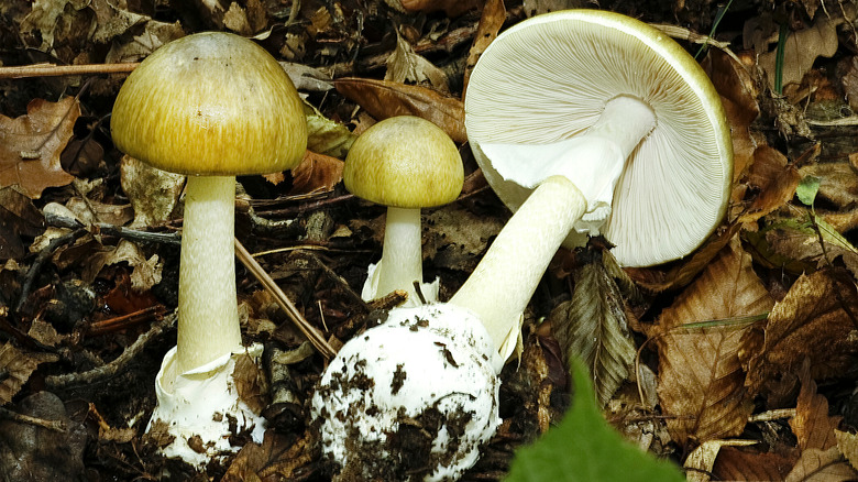 death cap mushrooms