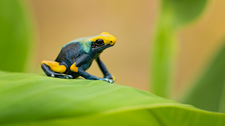 poison dart frog south america