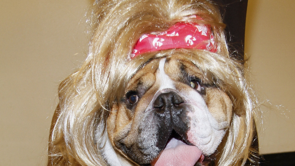 Dog dressed as Bret Michaels