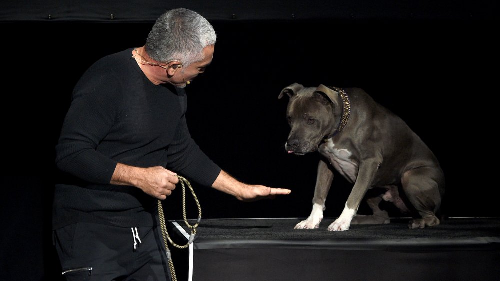 Cesar Millan