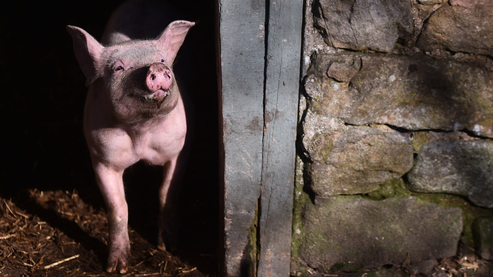 Pig in sunlight