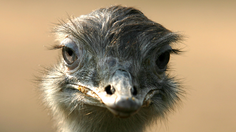 Ostrich