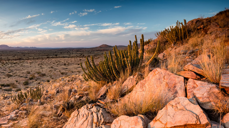 kalahari desert in south africa