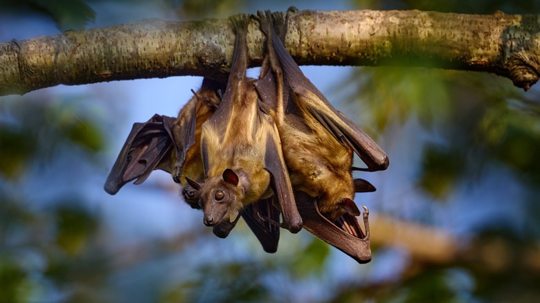 Fruit bats in a group hanging from a branch in Uganda