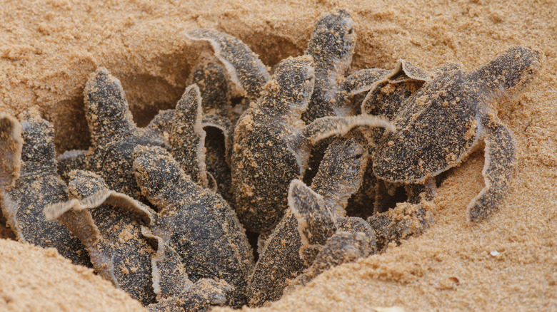 Newly hatched baby turtles