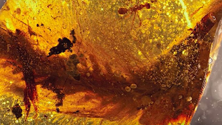 Dinosaur tail in amber