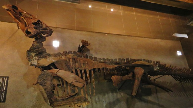 Mummified edmontosaurus