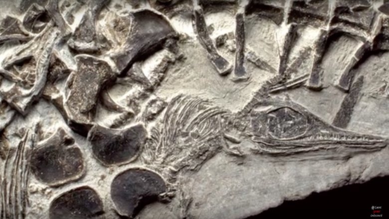 Ichthyosaur birth