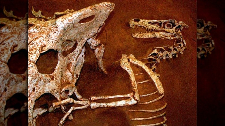 Velociraptor vs protoceratops