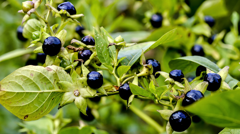 Belladonna black berries leaves