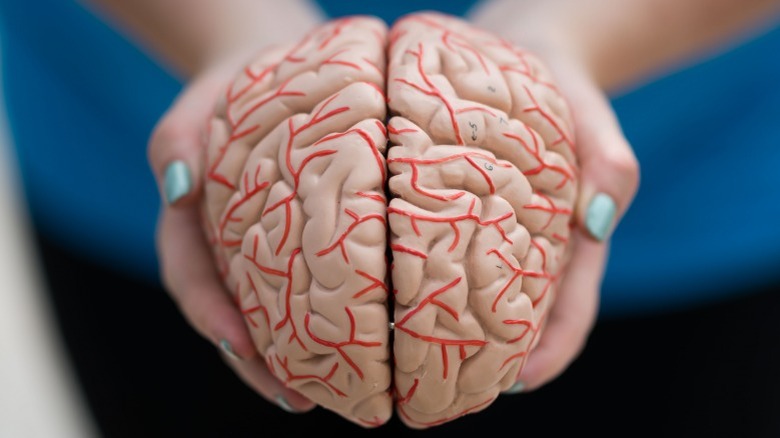 woman holds model human brain