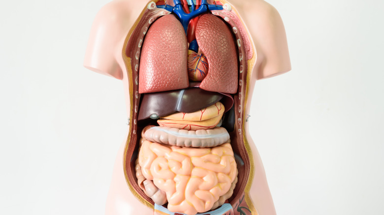 anatomy model