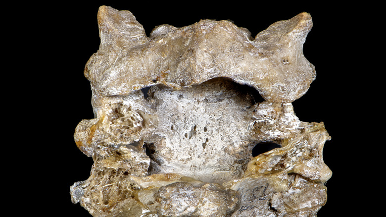 Booth's Preserved Vertebrae