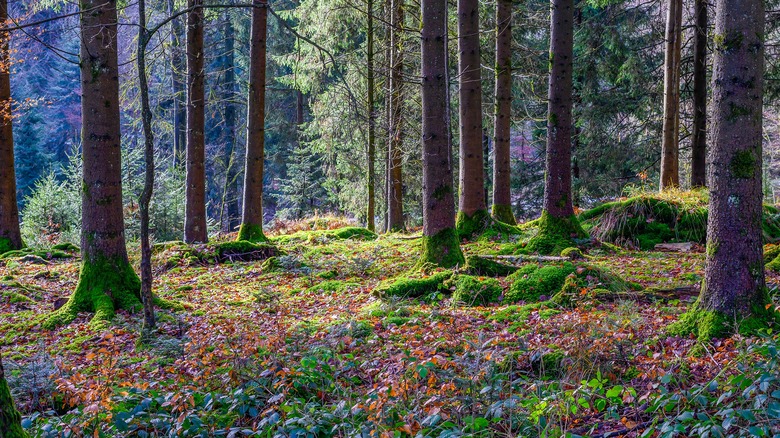 Mossy forest 