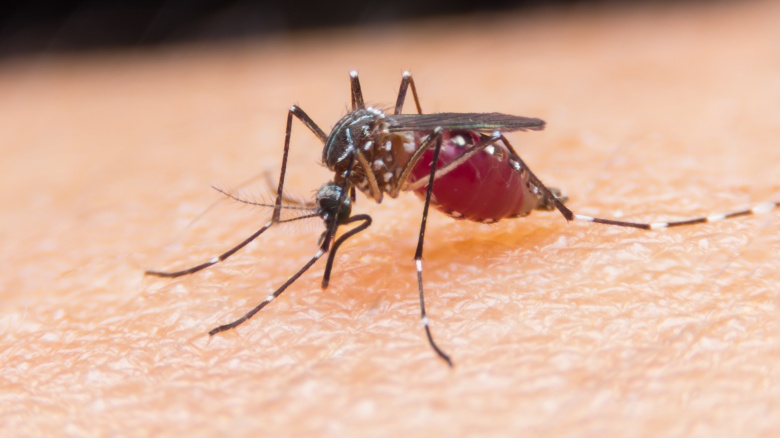 mosquito on skin