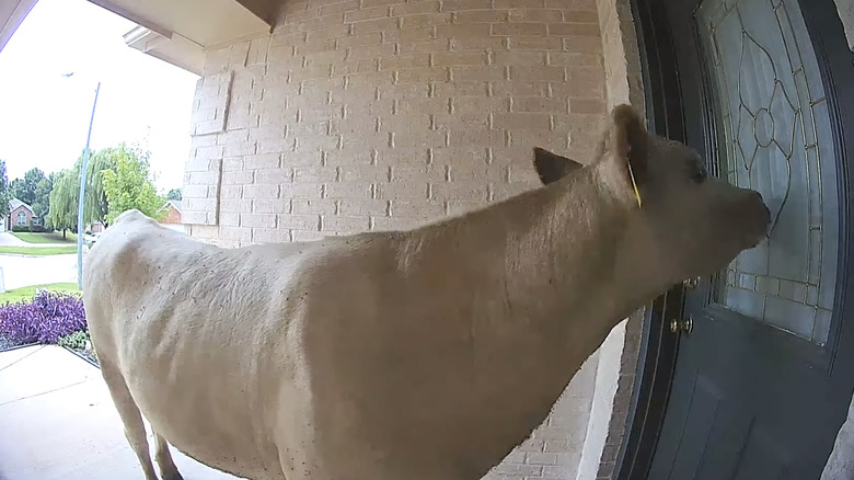 cow at front door