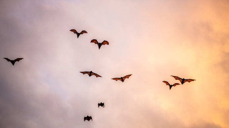 Flock of bats