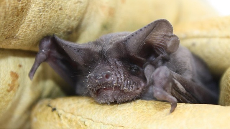 Mexican free-tailed bat in hand