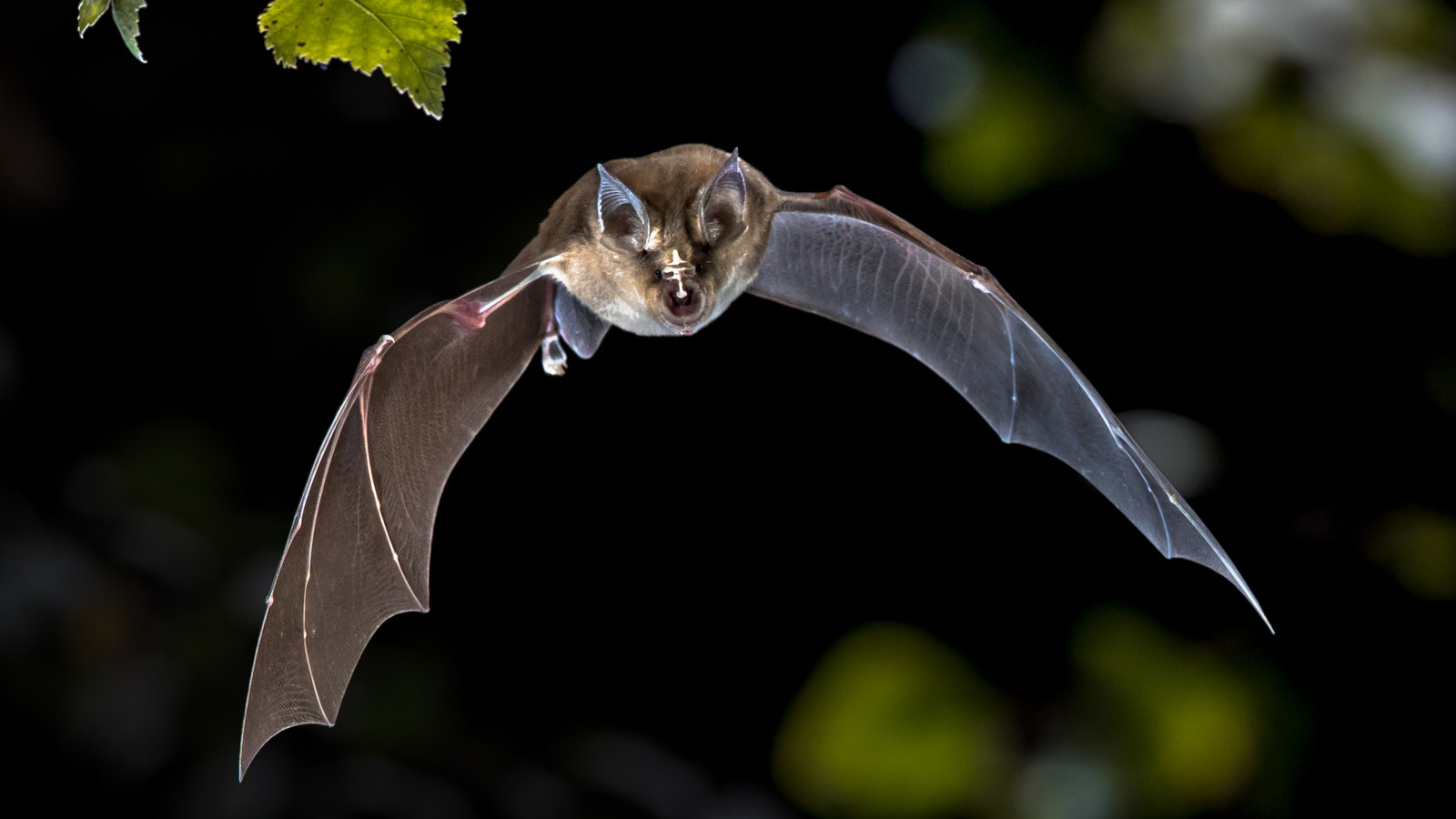 Do Bats Ever Get Confused By Each Other's Sonar?