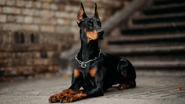 Doberman Pinscher