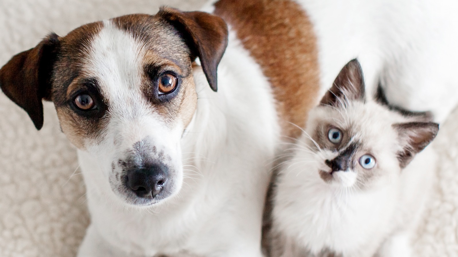 Do Dogs And Cats Have Different Blood Types?