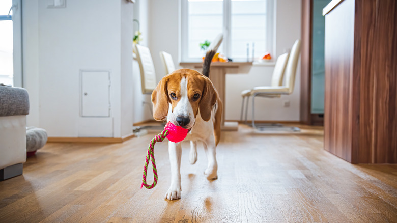 Dog in apartment with ball