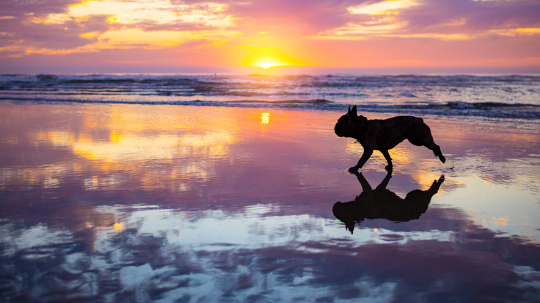 Bulldog running on beach at sunset