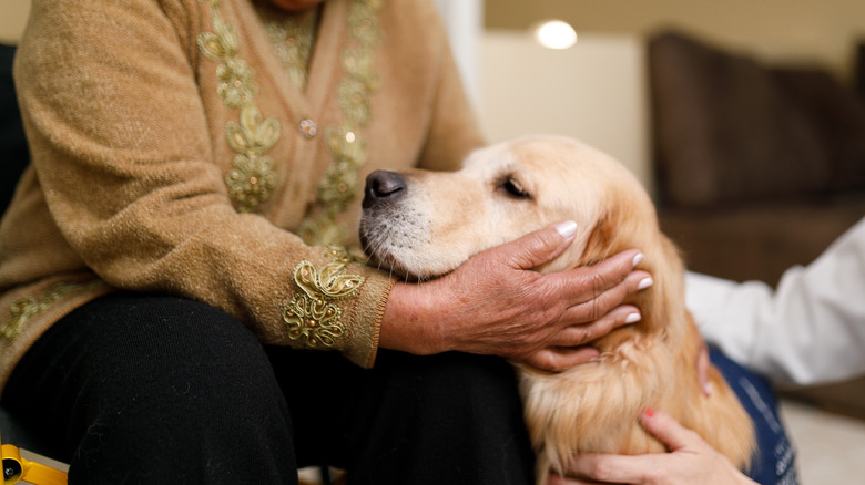 Labrador held by two women