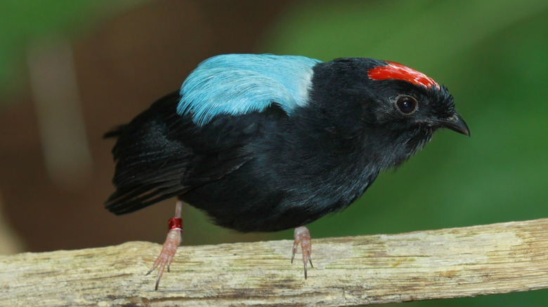 An Amazon bird